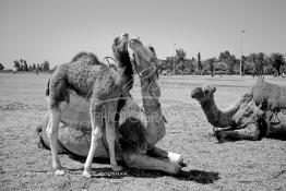 Image du Maroc Professionnelle de  Animaux